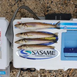 敦賀のキス上向き⤴️