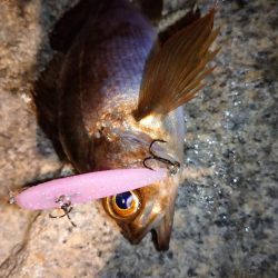 メバルプラッギング