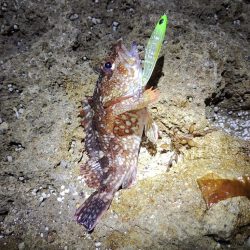 【メバリング】休日①