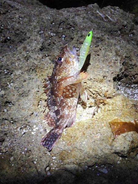 【メバリング】休日①