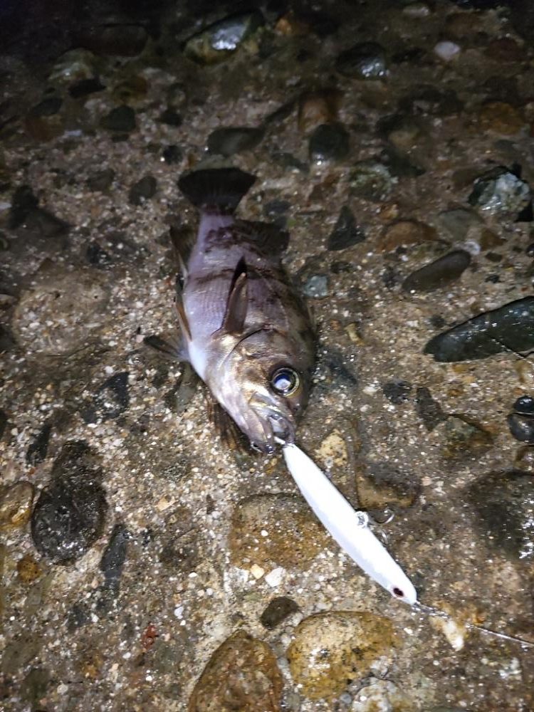 嬉しいゲストが・・・