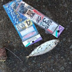 のんびり陸釣行