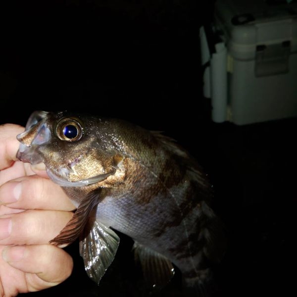 尺メバル(泣)フロートゲーム