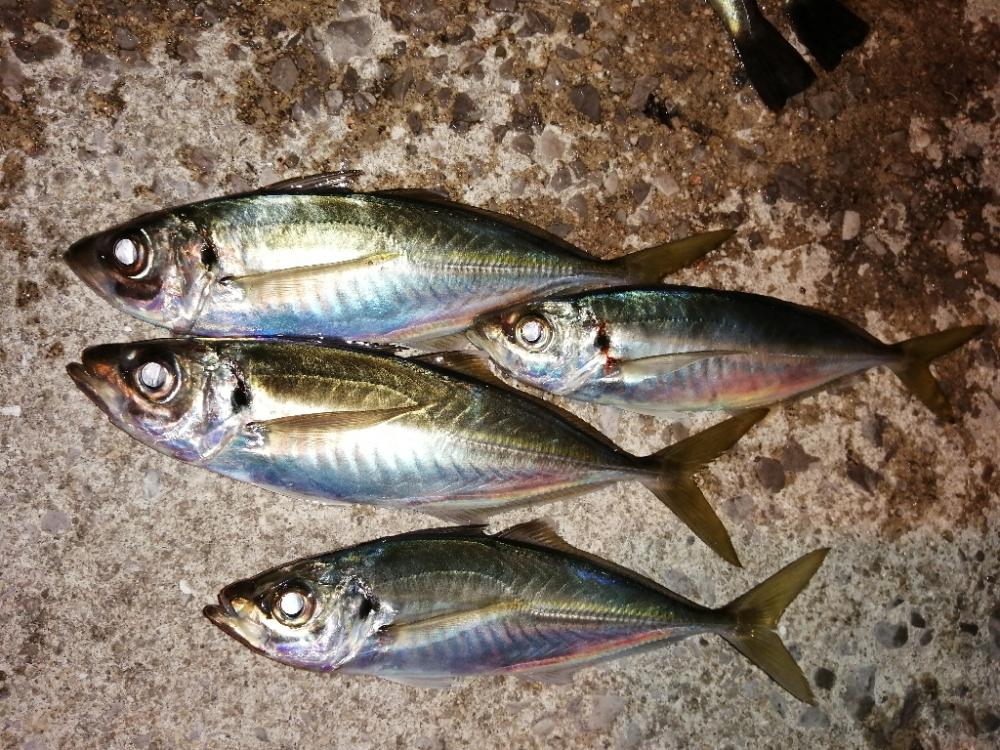 まだまだメバル