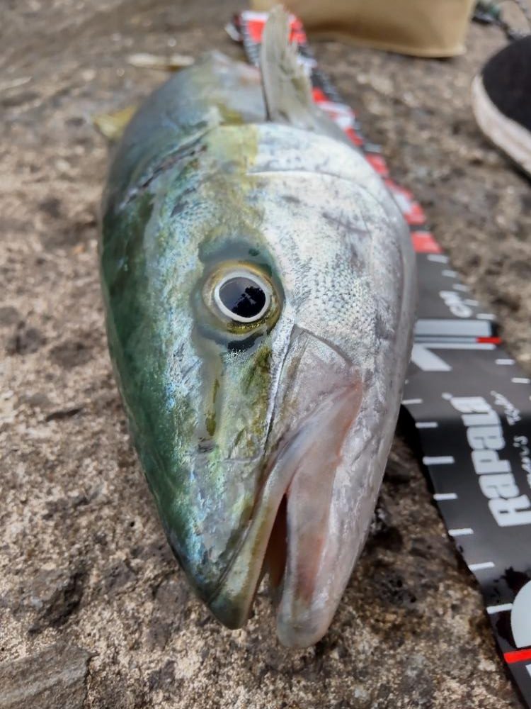 ショアプラッキング