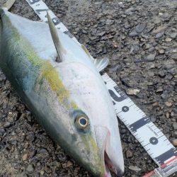 またまたまたブリった!