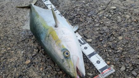 またまたまたブリった!