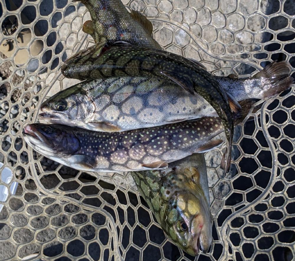 今年最初の川場キングダムフィッシング