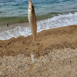 敦賀のキス偵察