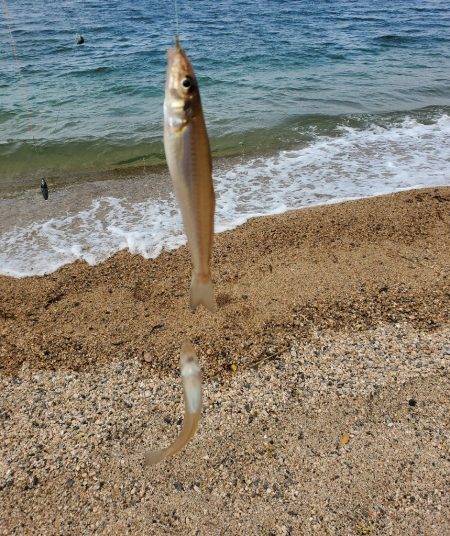 敦賀のキス偵察