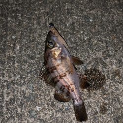 ちびっ子まつり