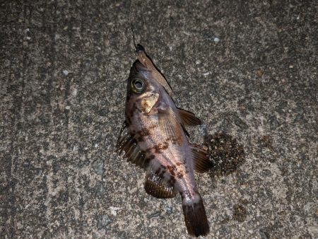 ちびっ子まつり