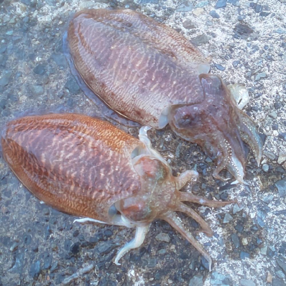 ダイソーエギ蓄光チューン