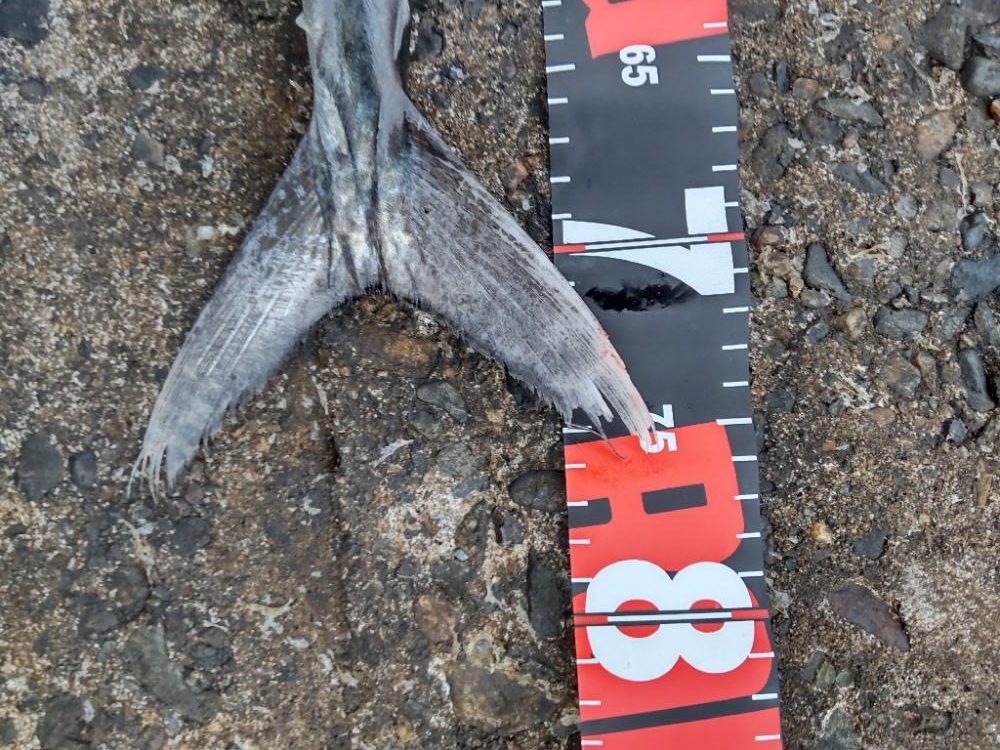 ショアプラッキング