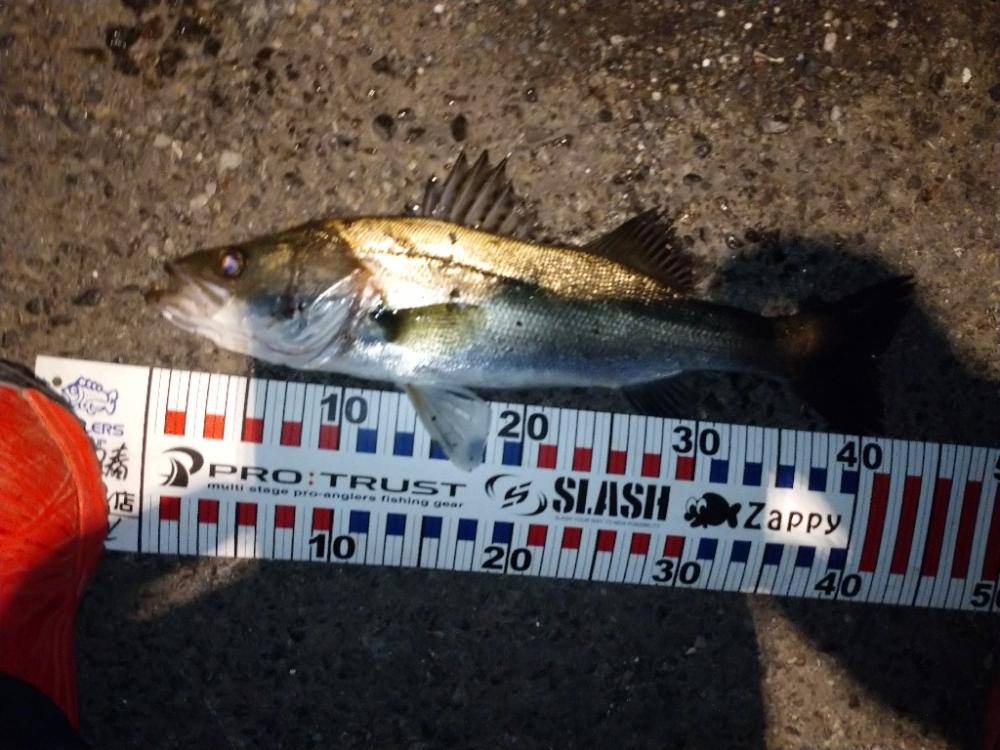 バチ抜けシーバス