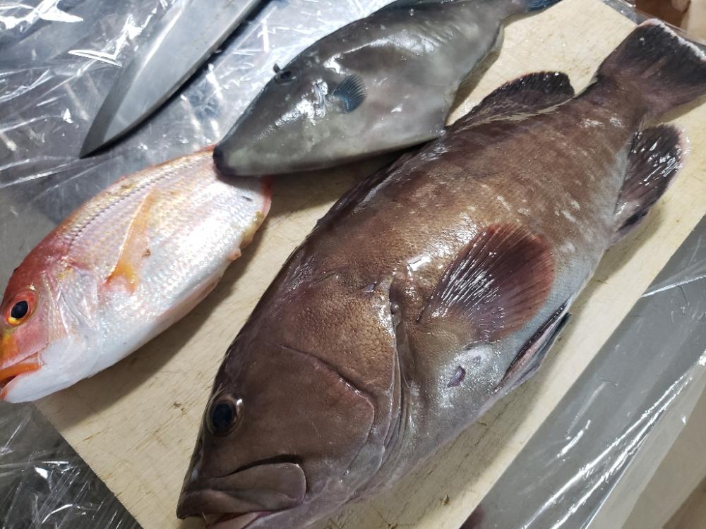 春らしくなってきました