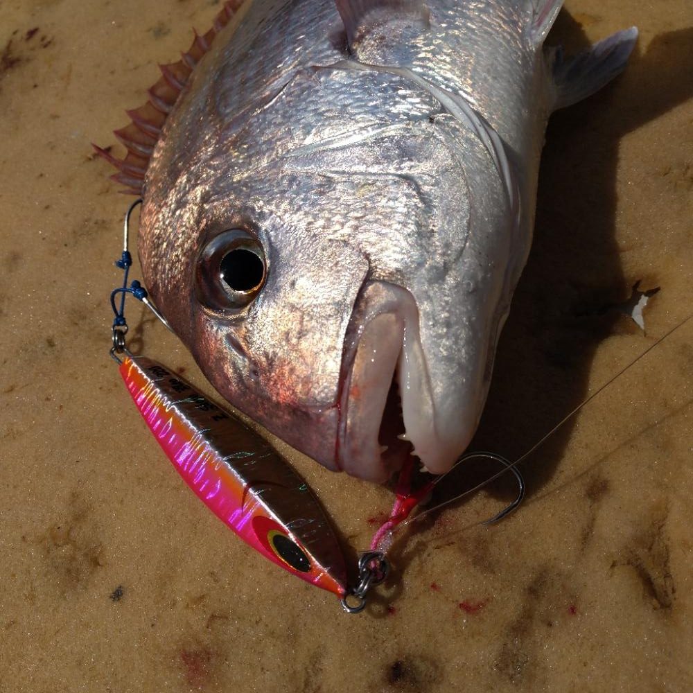 山口県見島沖のジギング