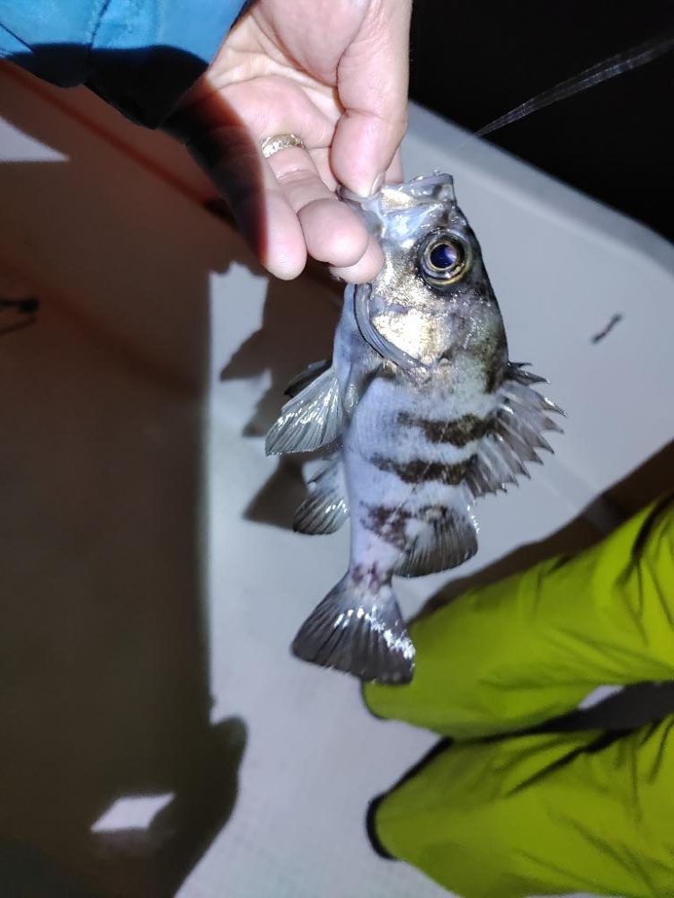 ボートメバリング