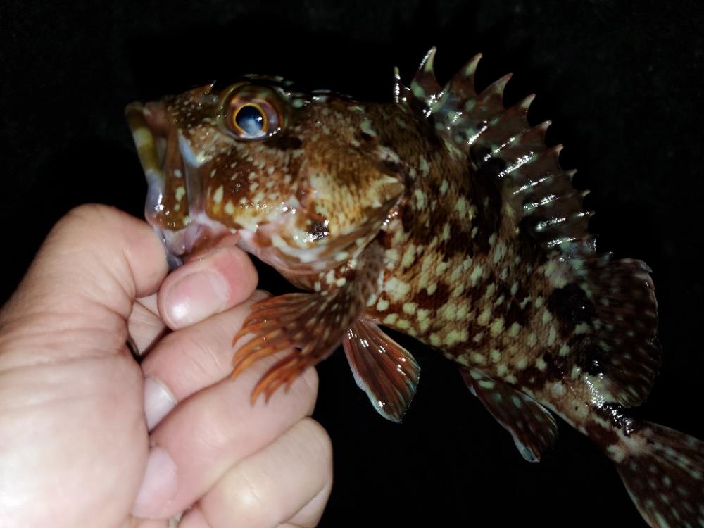 メバリング→ガシリングに