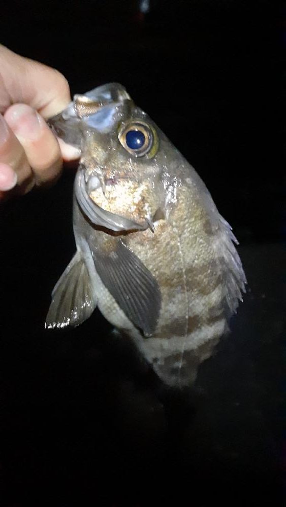 メバル行ってきたよ!