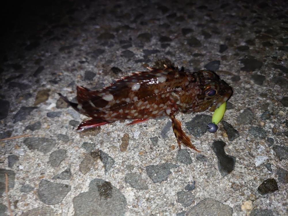 ∞Gからのメバル!