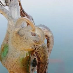 対馬エギング釣果……45