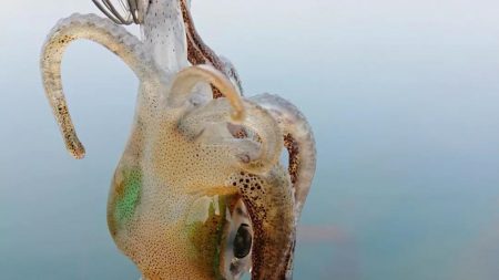 対馬エギング釣果……45