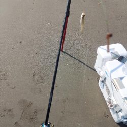 再びキス釣りへ