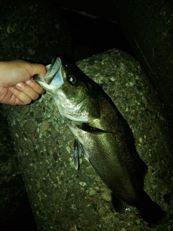 フロートゲーム～