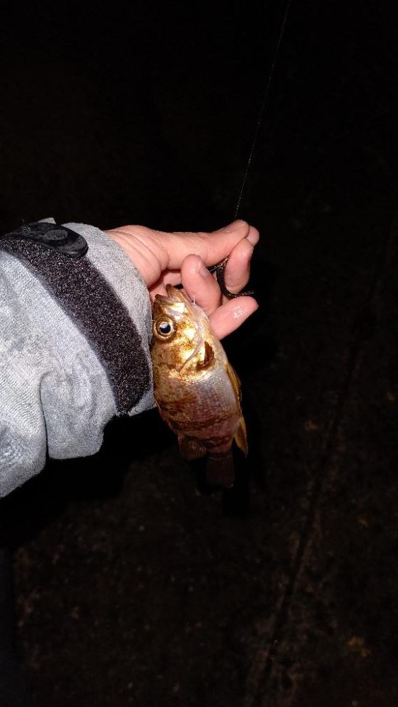 淡路でメバリング