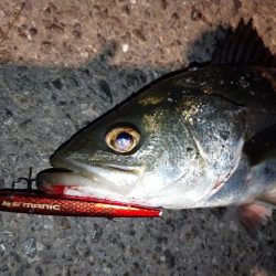 バチ抜けシーバス