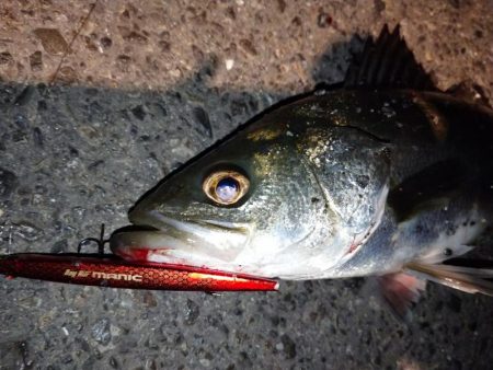 バチ抜けシーバス