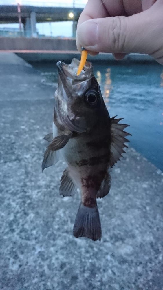 前日の釣果情報をみて・・・