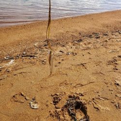 敦賀半島へ越冬キス狙いでの釣行