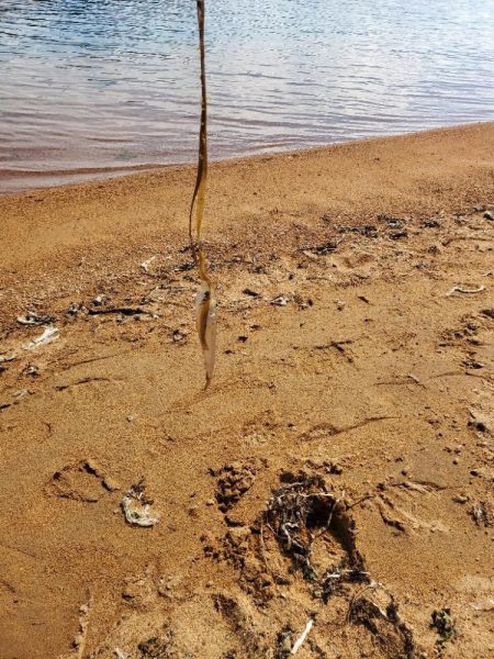 敦賀半島へ越冬キス狙いでの釣行
