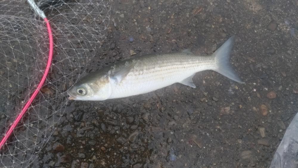 4/24釣果 ずっと雨でした
