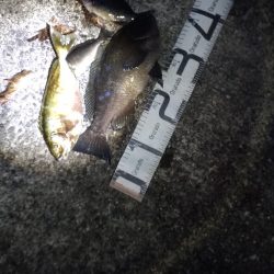 4/17釣果 波止から36センチのグレ!