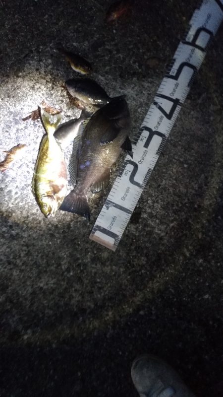 4/17釣果 波止から36センチのグレ!