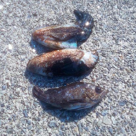 幸せの幸ちゃんとボラ