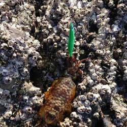 対馬エギング釣果……41