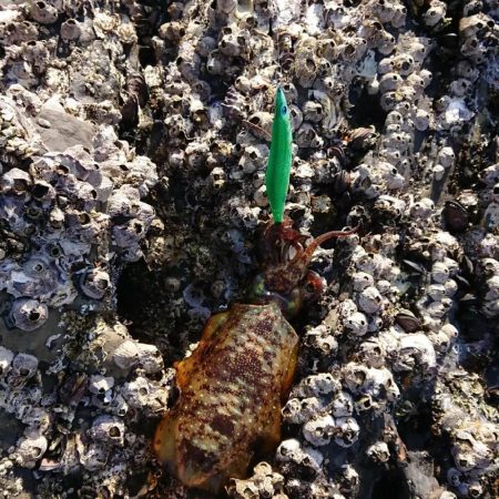 対馬エギング釣果……41