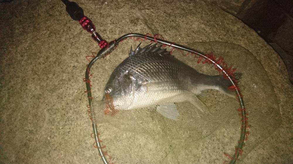 シーバス釣り 雰囲気とても良い