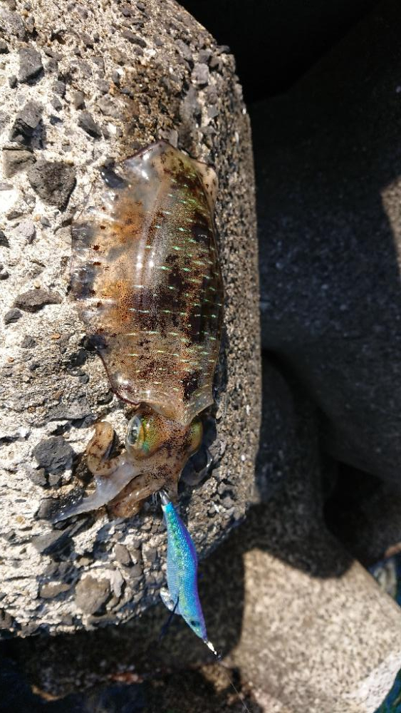 対馬エギング釣果……37