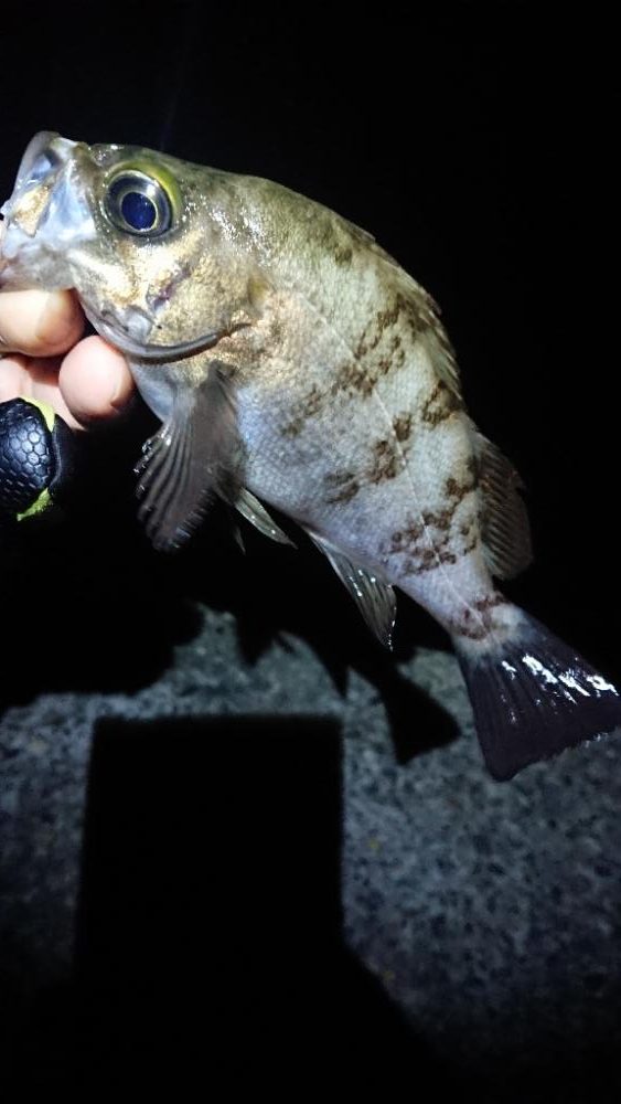 グッドコンディション