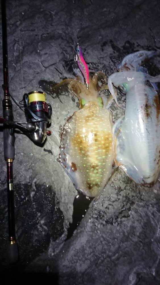 対馬エギング釣果……34