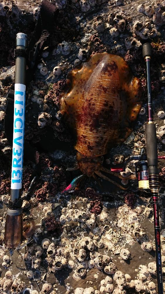 対馬エギング釣果……32