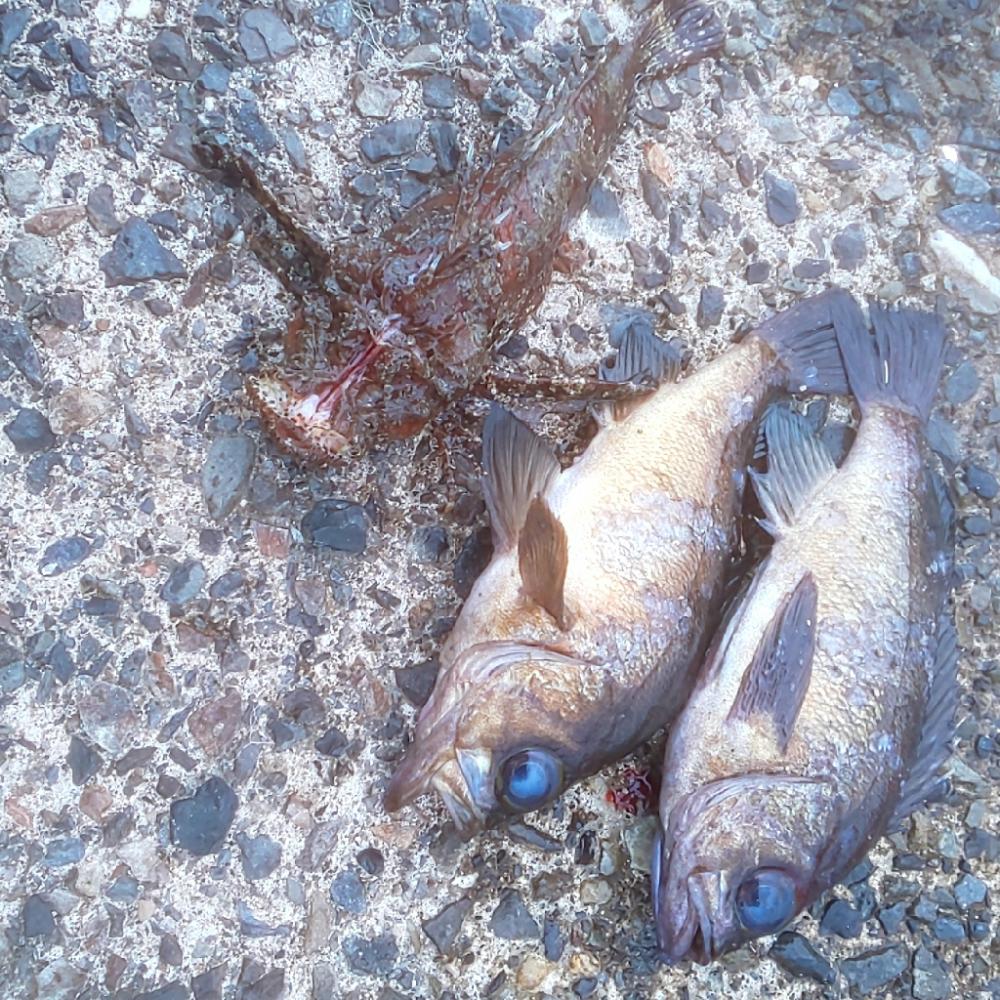 メバリングでオコゼ