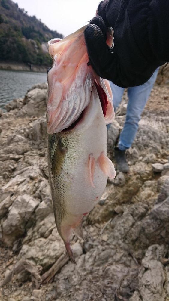 表層死にかけワカサギパターン