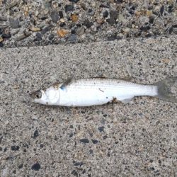 釣りに行くなら持ってけチョイヘッド！