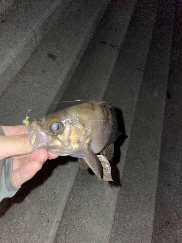 ショアジギング厳しく、ライトゲーム楽しく